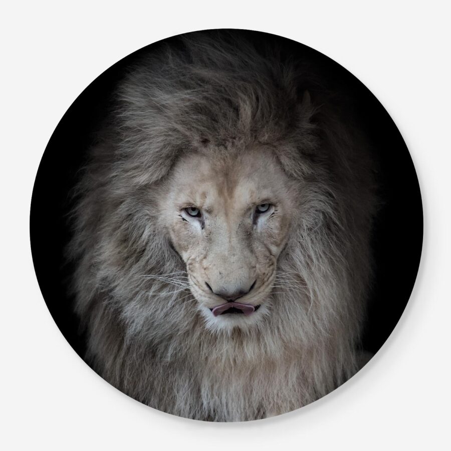 Portrait of Lion