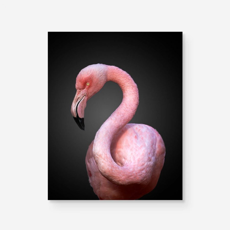 flamingo question mark