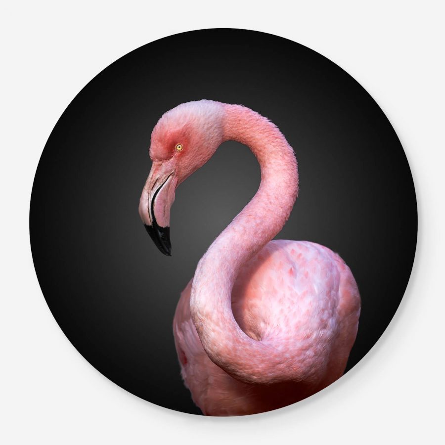 flamingo looking like a question mark