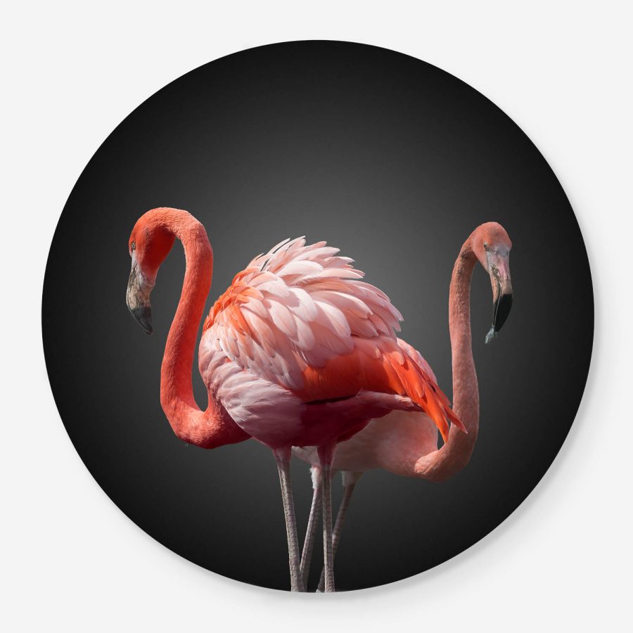 two flamingos portrait