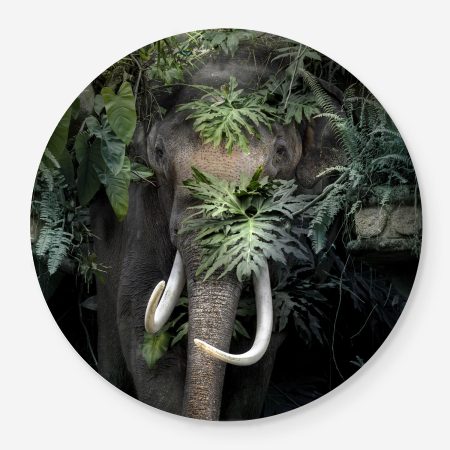Asian Elephant portrait in the jungle
