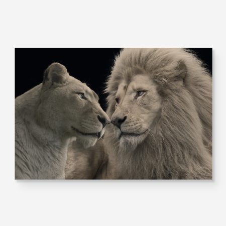 lions giving eachother a nosekiss
