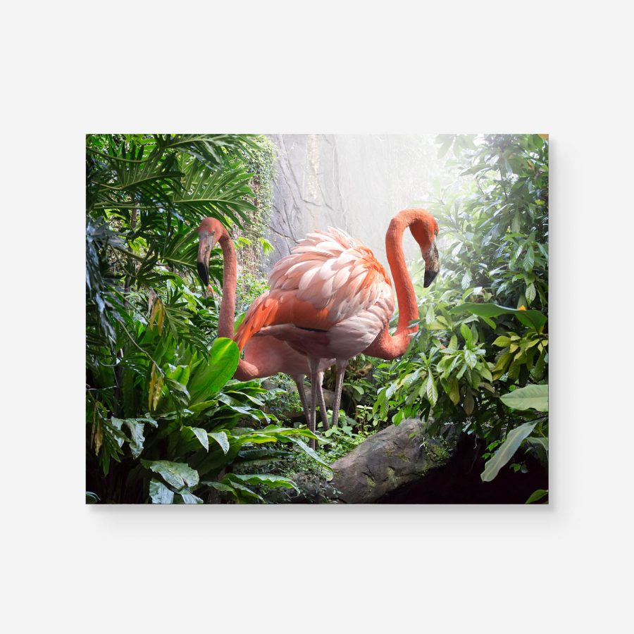 tropic surprise two flamingos in the jungle