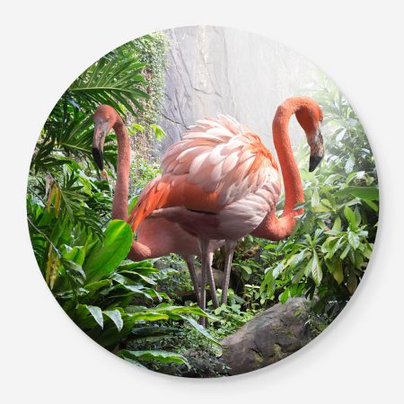 flamingos in the jungle