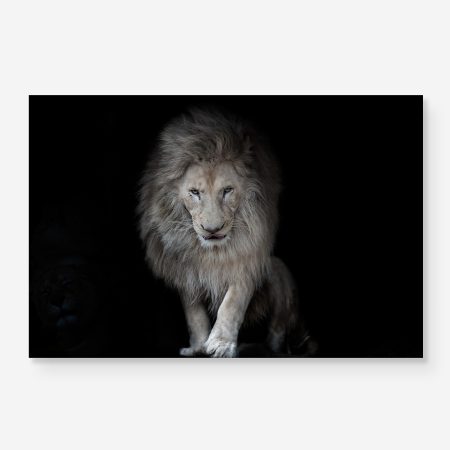 lion in daring pose