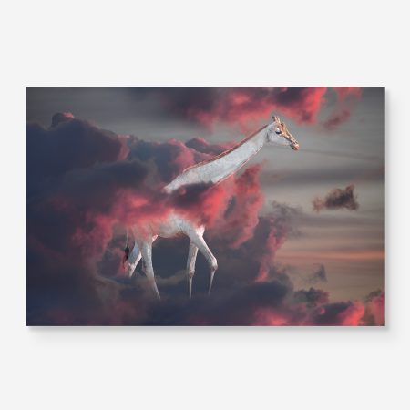 albino giraffe walking in clouds