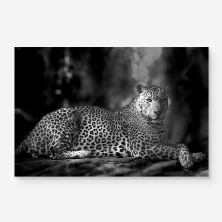 B&W leopard portrait in the jungle