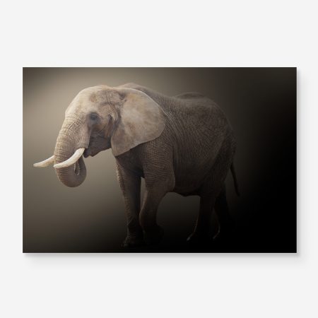 portrait of an african elephant