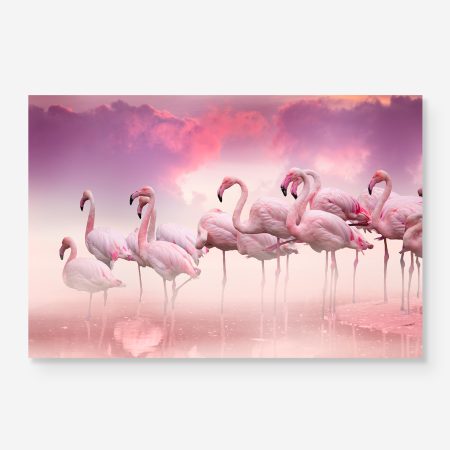 flamingos in pink water