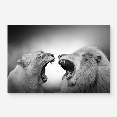lion and lioness roar