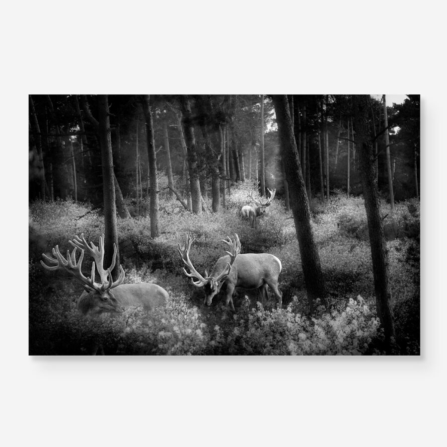 Deers in the forest