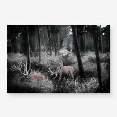 Deer in a forest