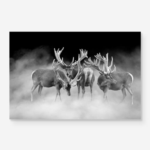Three stags in Black and White