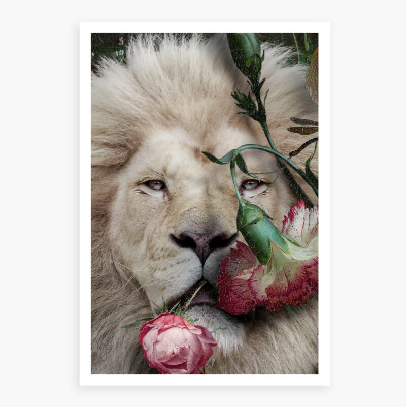 Lion and a rose in his mouth